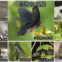自然台灣鳳蝶篇