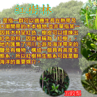 自然台湾红树林篇
