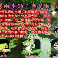 自然台湾蛙篇